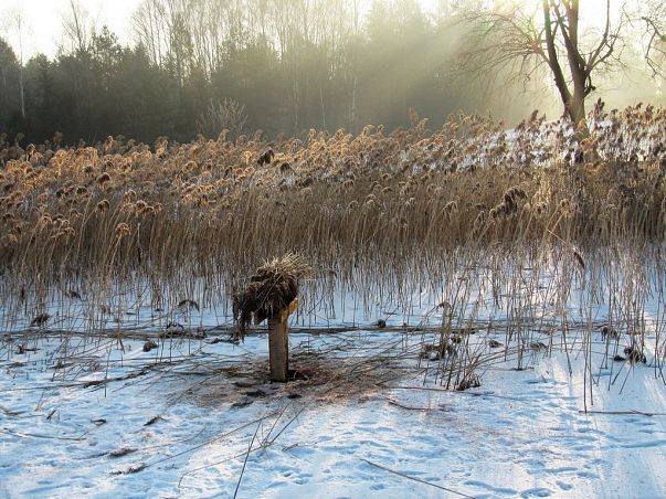 Kosze lęgowe dla kaczek we Wdzydzkim Parku Krajobrazowym grafika