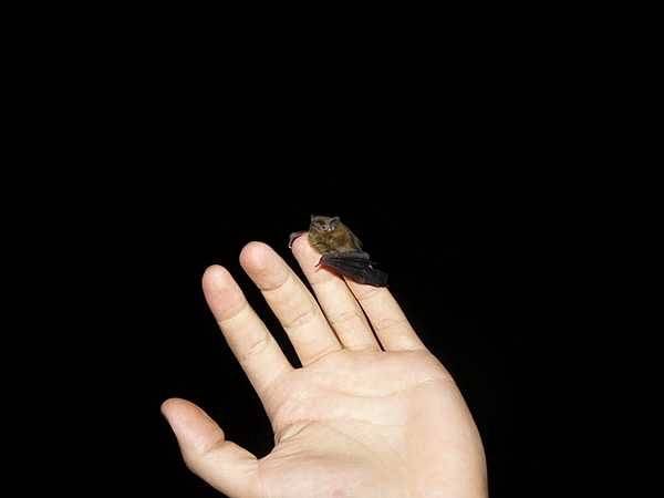 Pierwsze stwierdzenie karlika drobnego Pipistrellus pygmaeus na terenie Wdzydzkiego Parku Krajobrazowego. grafika